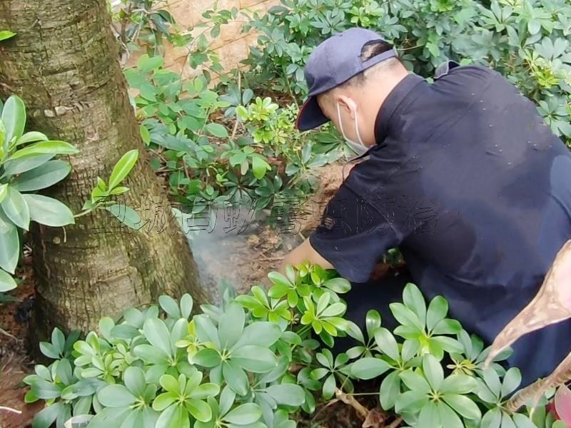 白云区江高白蚁防治-您的放心选择广州市江高灭白蚁公司